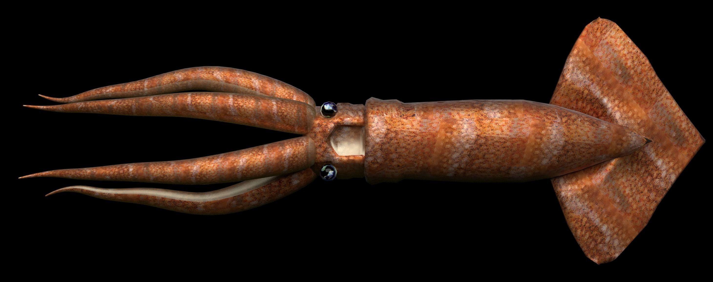 Squid octopus Low-poly 3D model_2