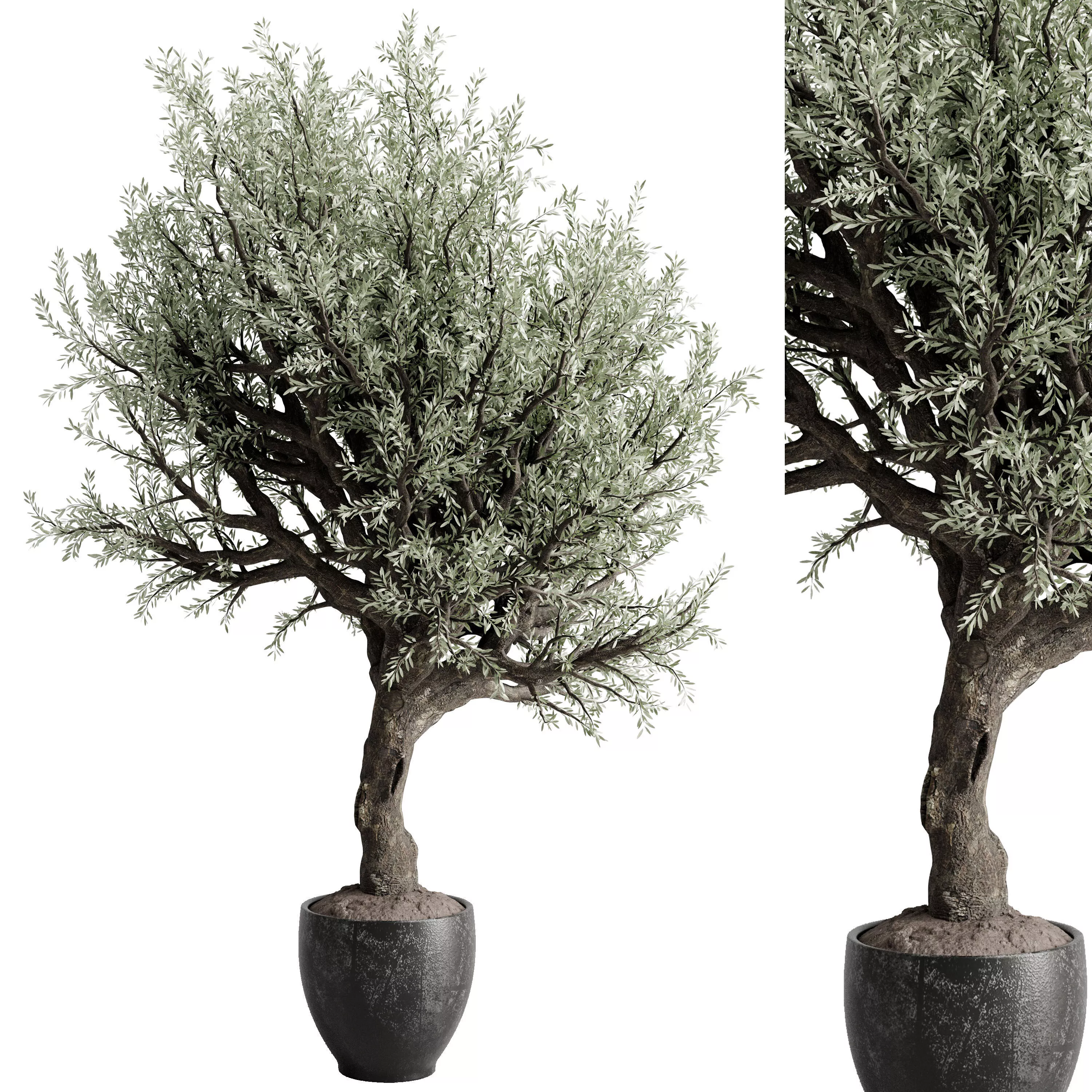 Olive Tree in a Concrete pot - Outdoor plant 253 3D model