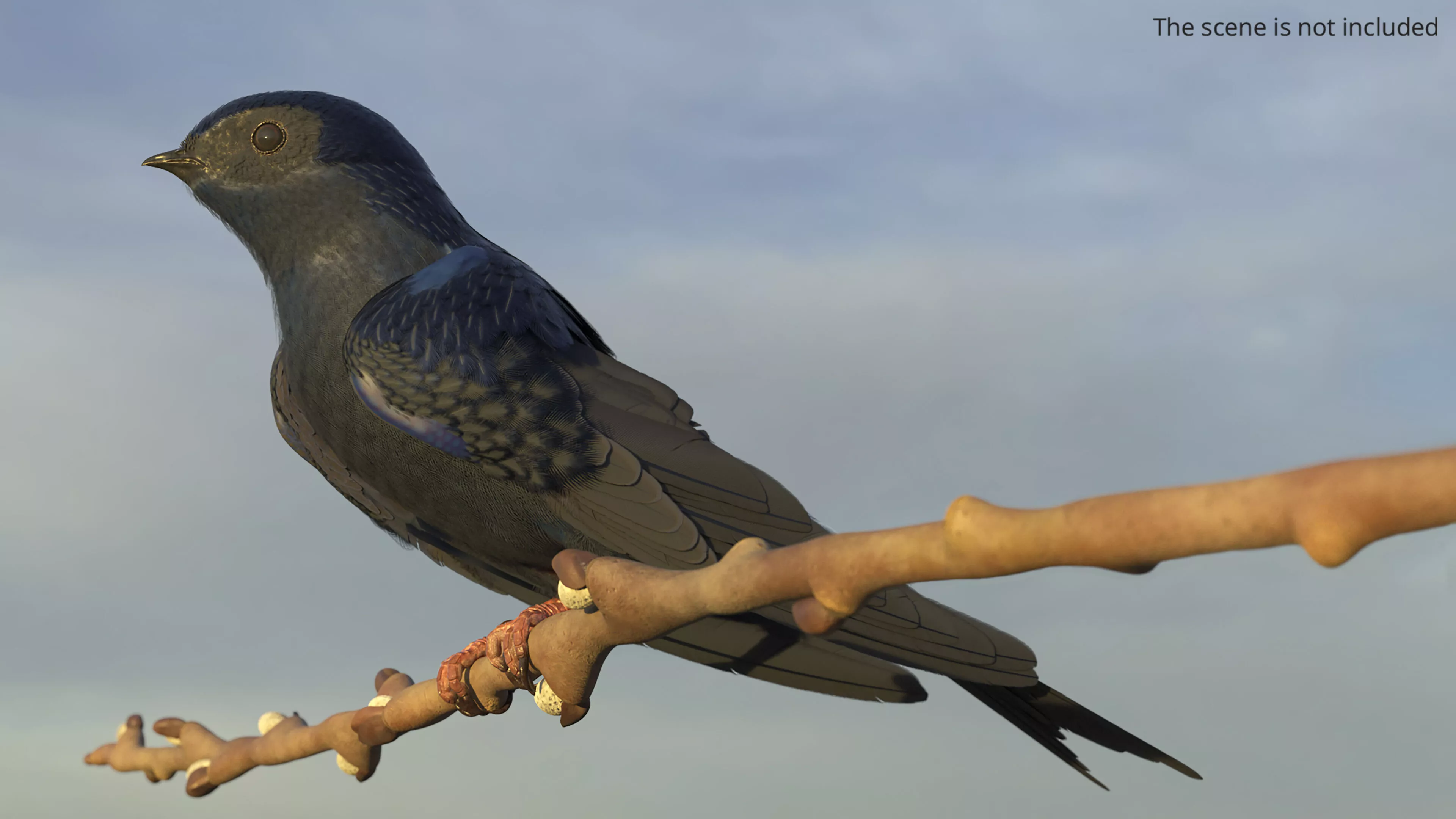 Purple Martin Bird Rigged for Cinema 4D 3D model