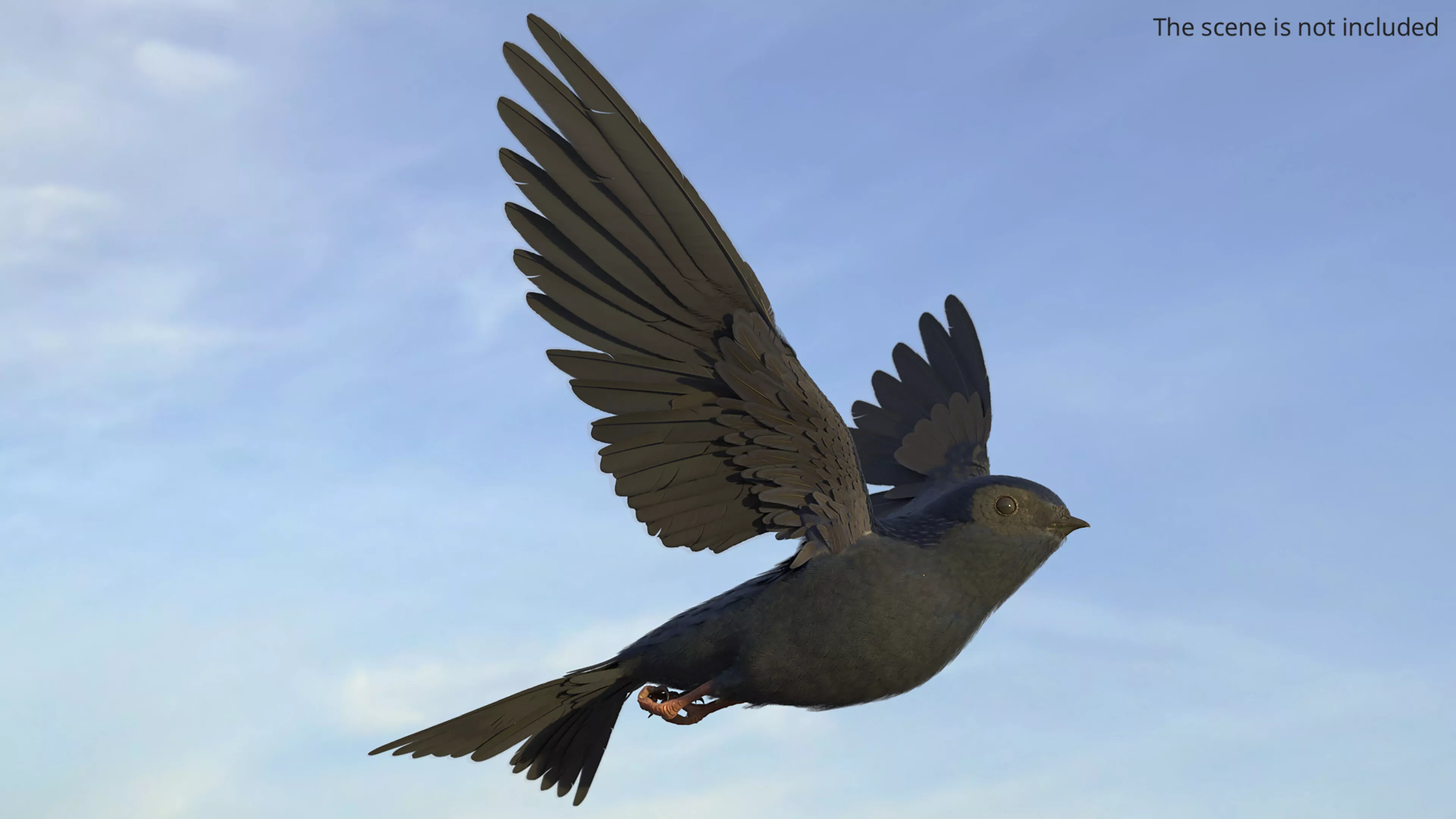 Purple Martin Bird Rigged for Maya 3D model