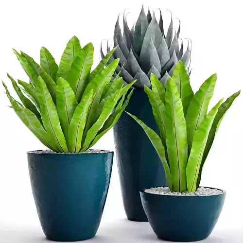 Plants collection asplenium pot  3D model