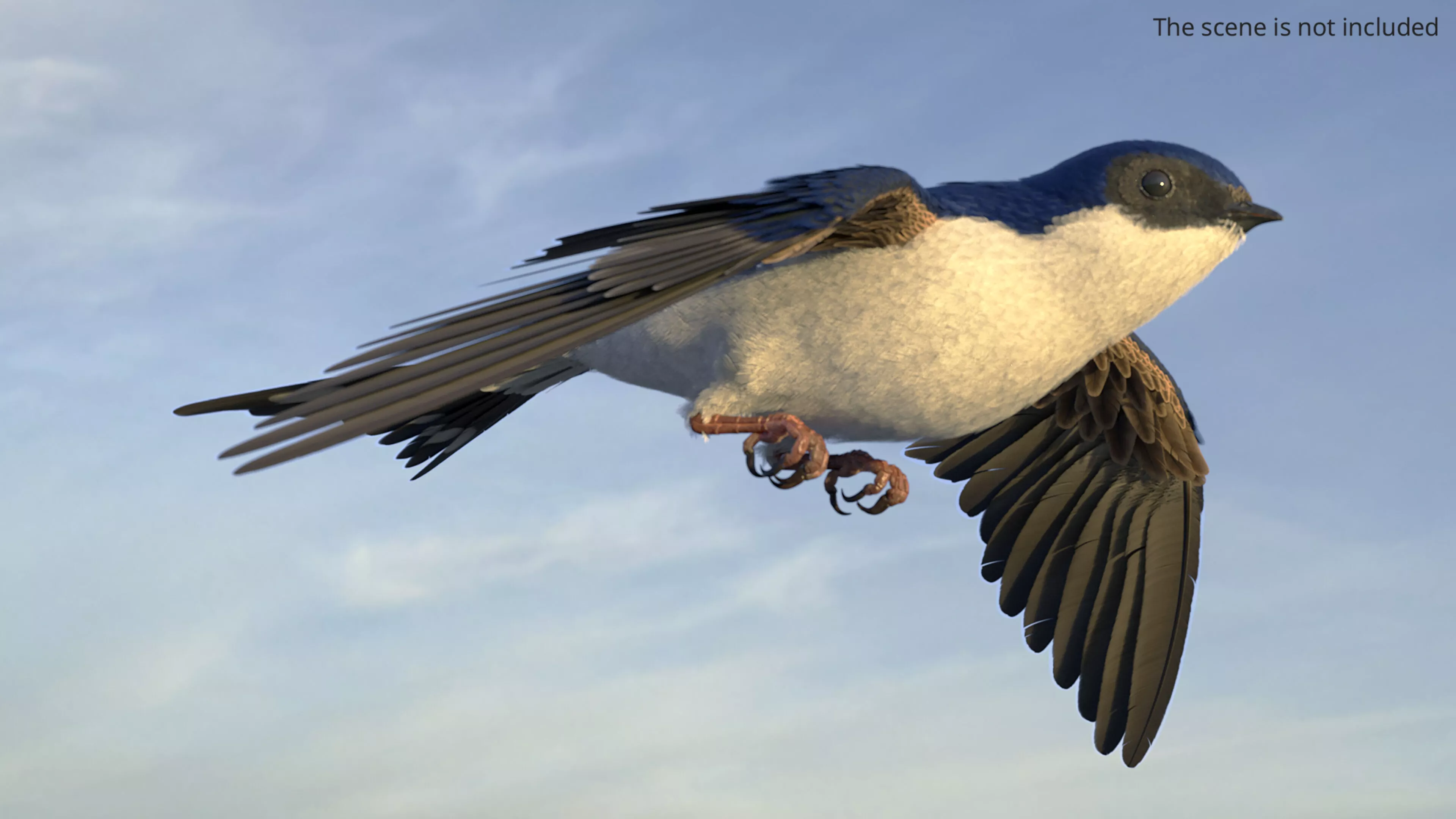 House Martin Bird Rigged for Cinema 4D 3D model