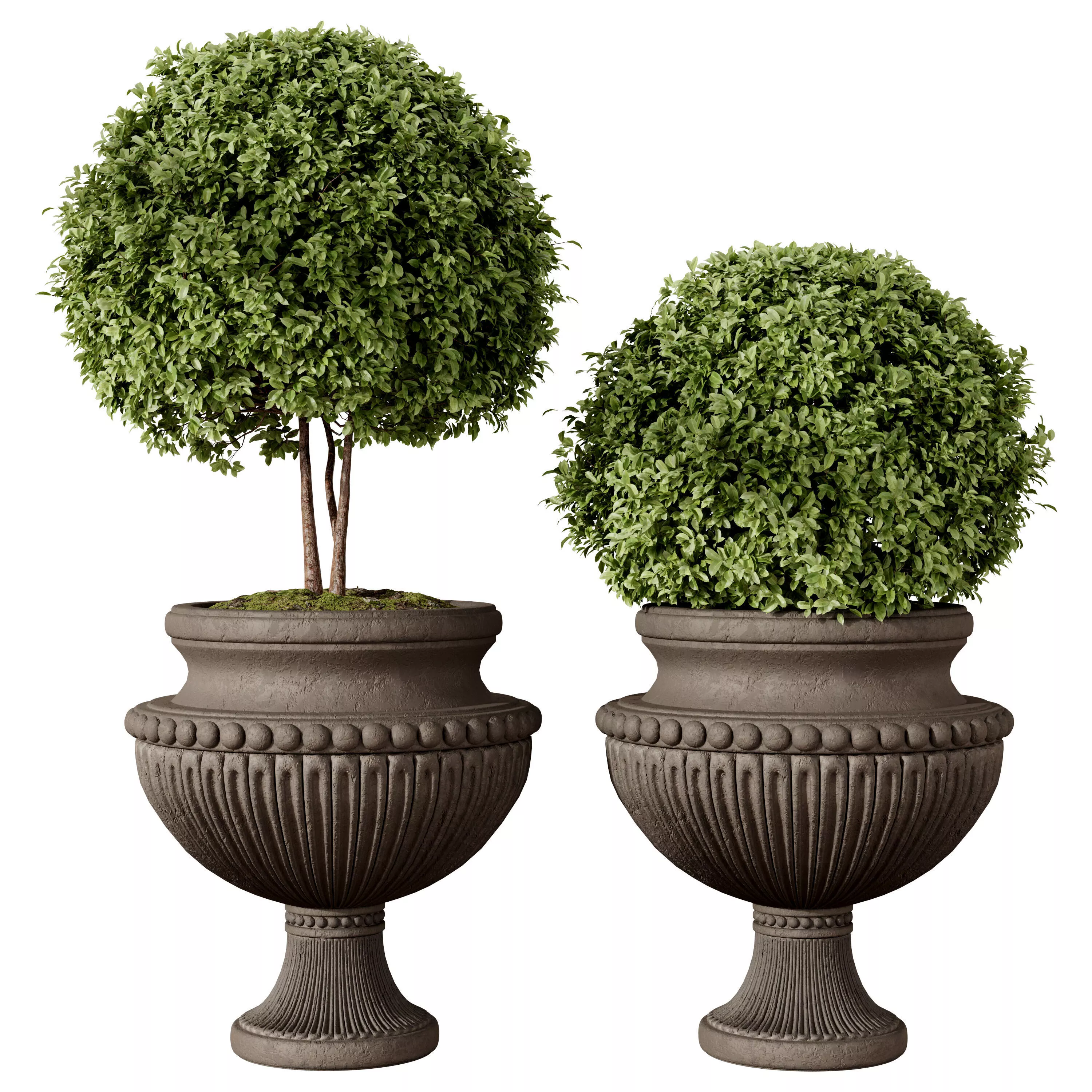 Boxwood Topiary Ball in Decorative Urn 3D model
