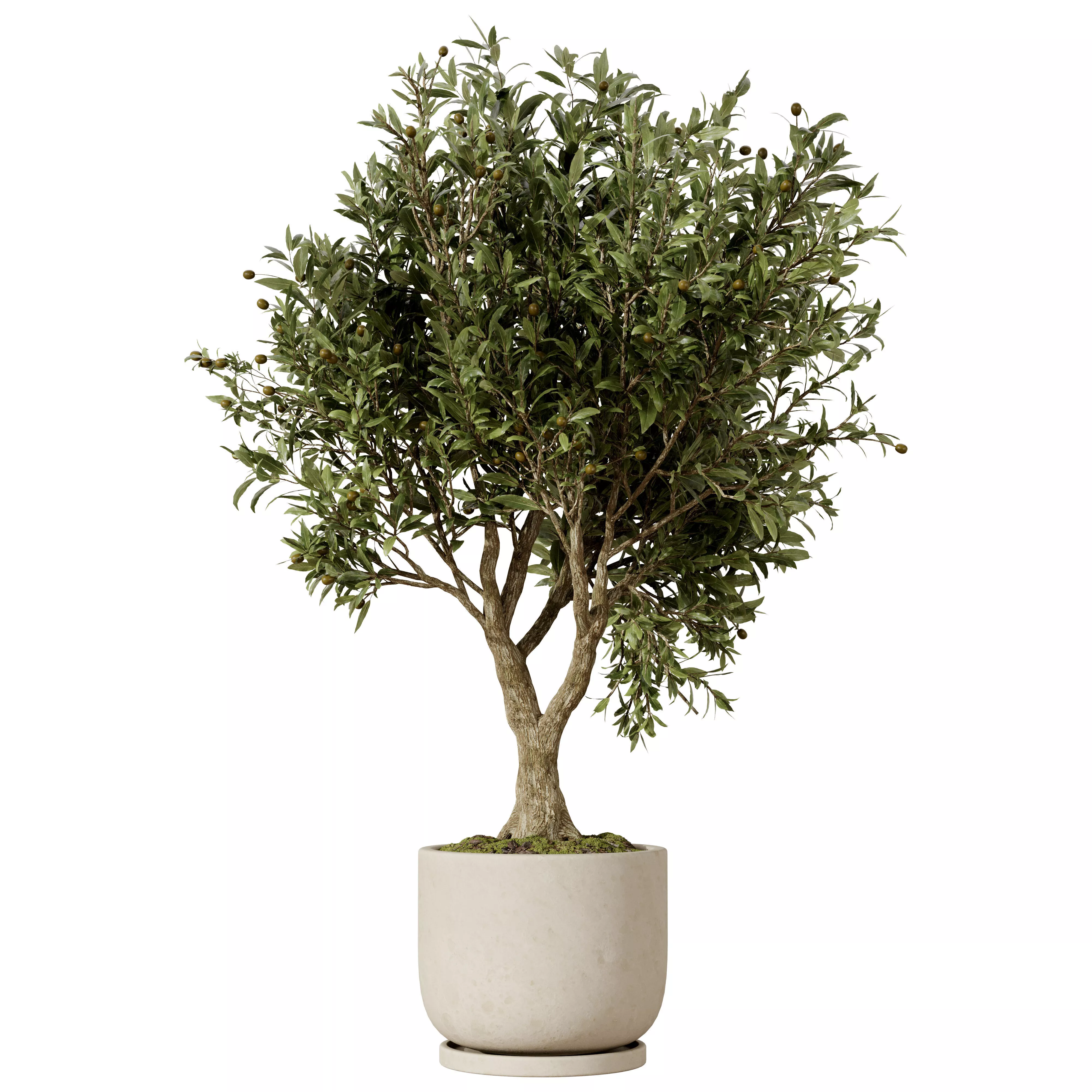 Indoor Olive Tree in Planter 3D model