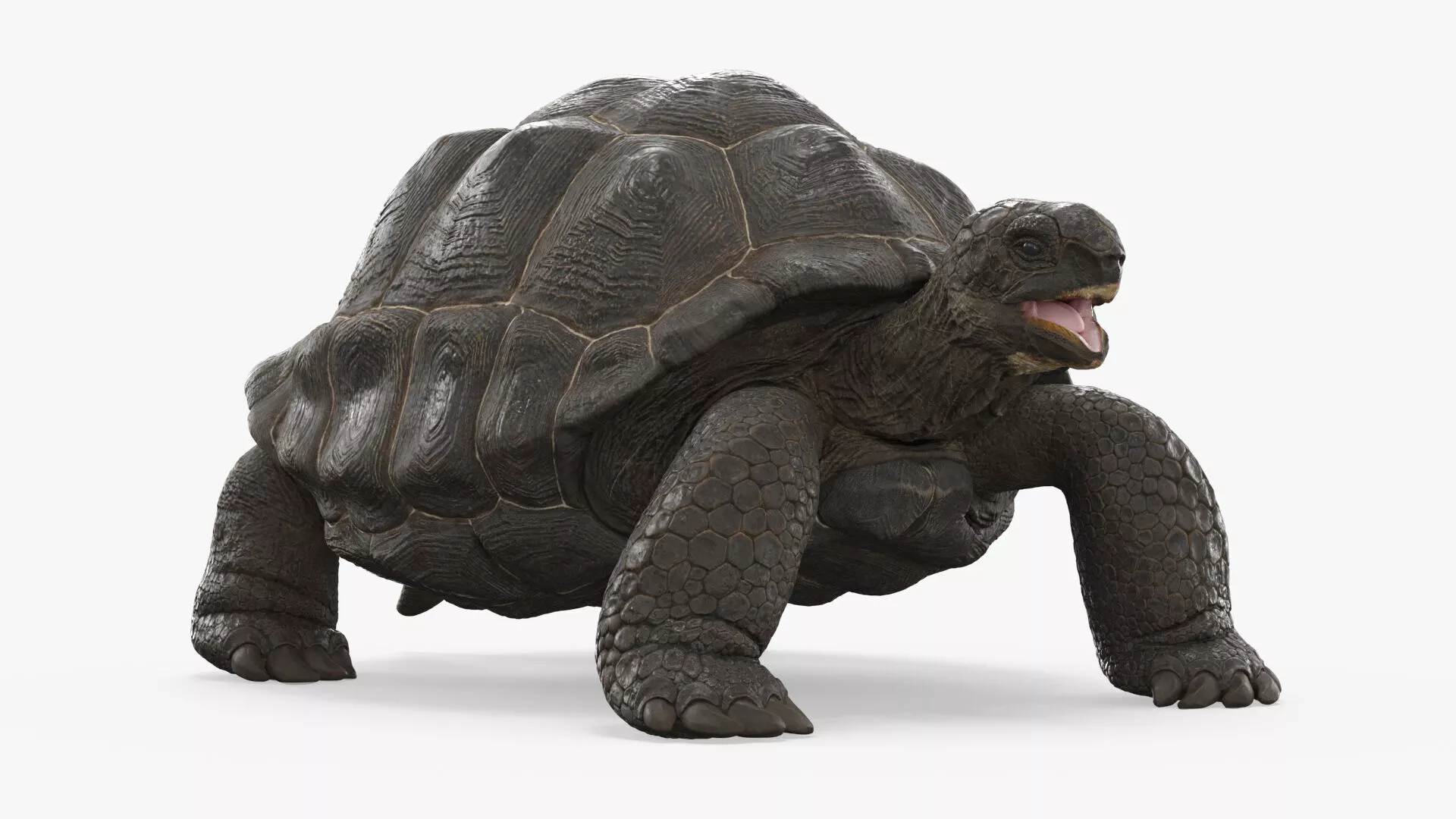 Turtle Chelonoidis Niger Walking Animated Rigged for Cinema 4D 3D model