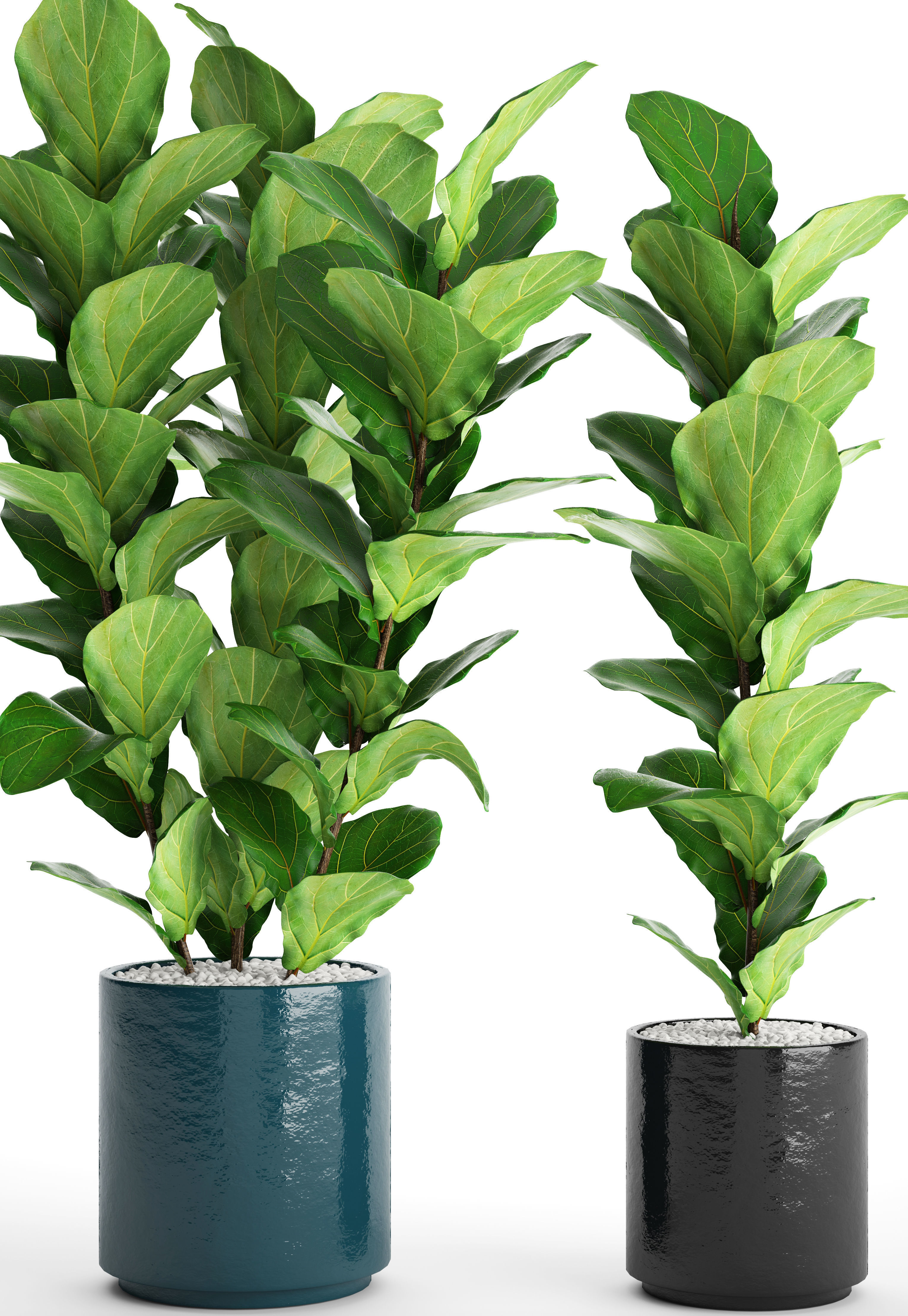 Ficus Lyrata Trees 3D model_2