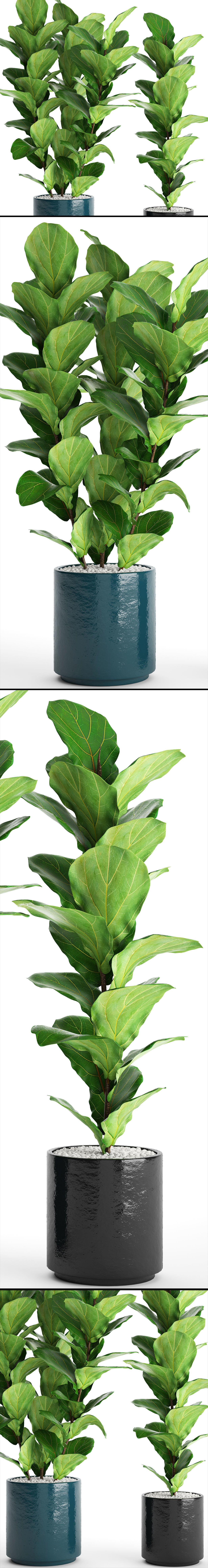 Ficus Lyrata Trees 3D model_7