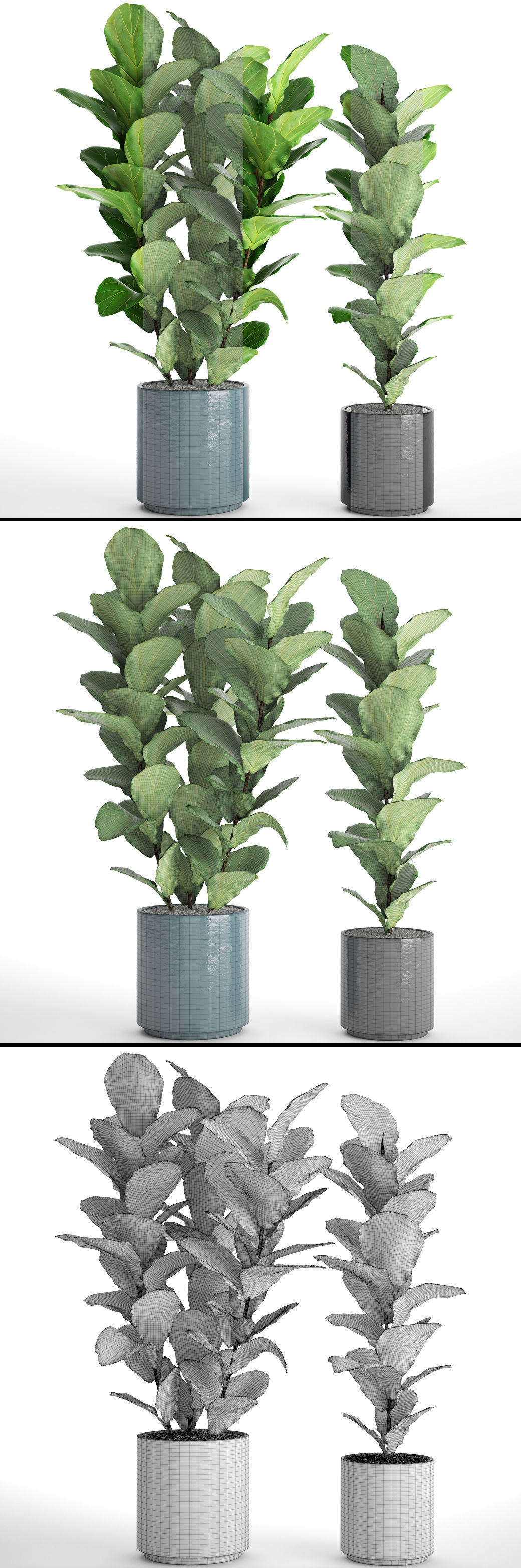 Ficus Lyrata Trees 3D model_6