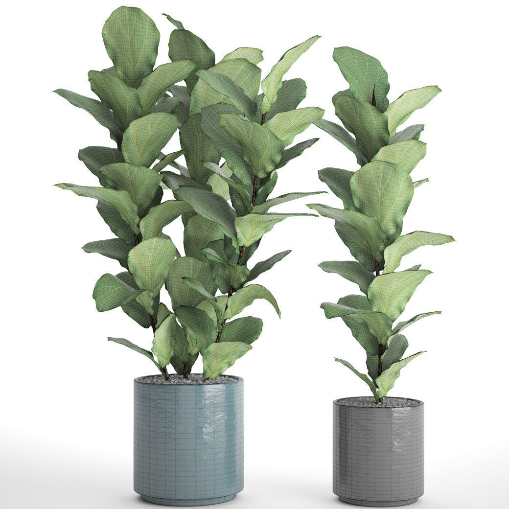 Ficus Lyrata Trees 3D model_4