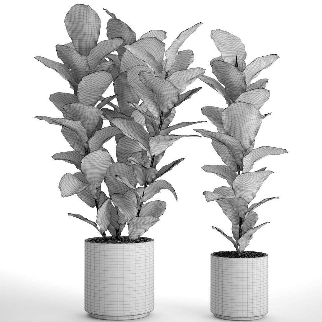 Ficus Lyrata Trees 3D model_5