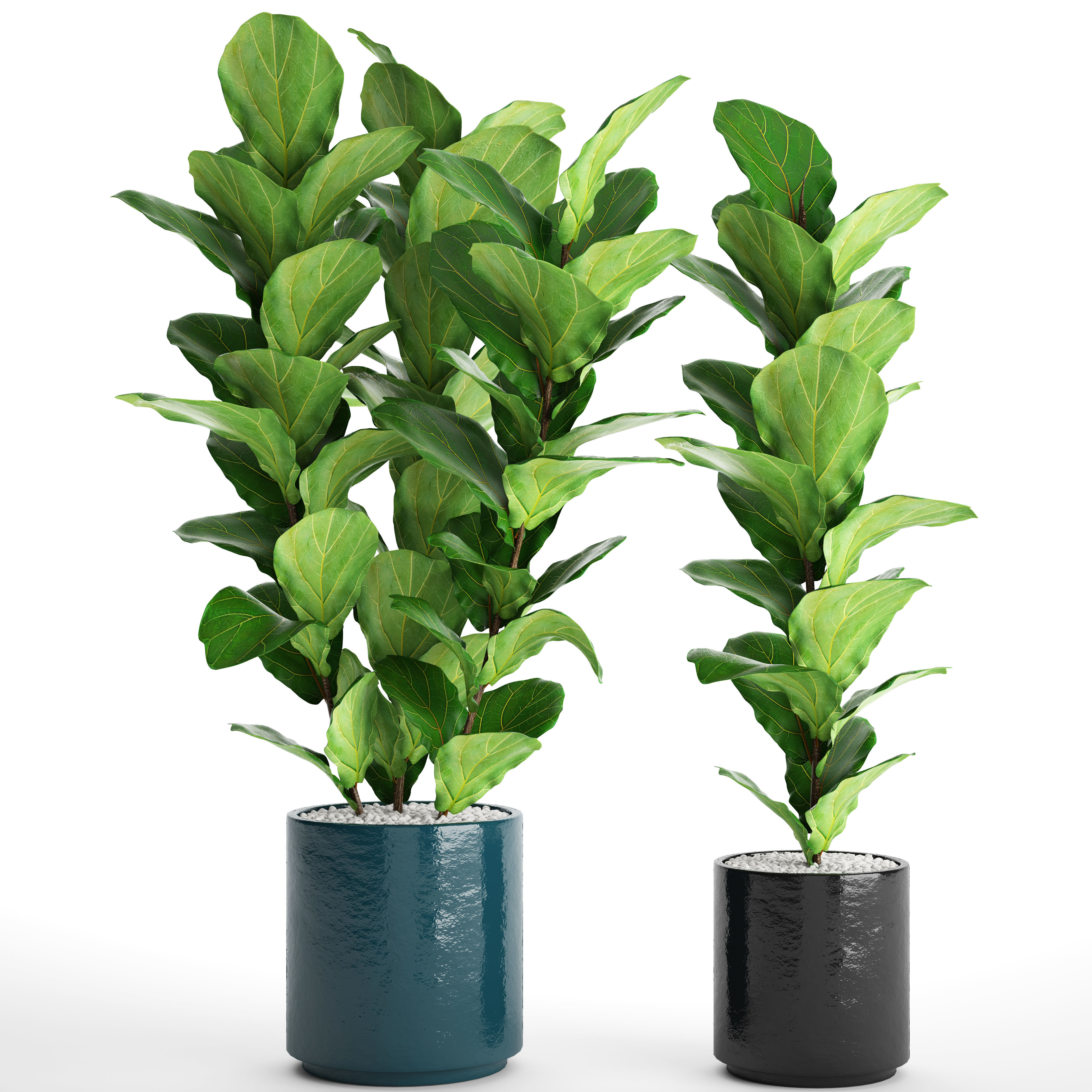 Ficus Lyrata Trees 3D model_11