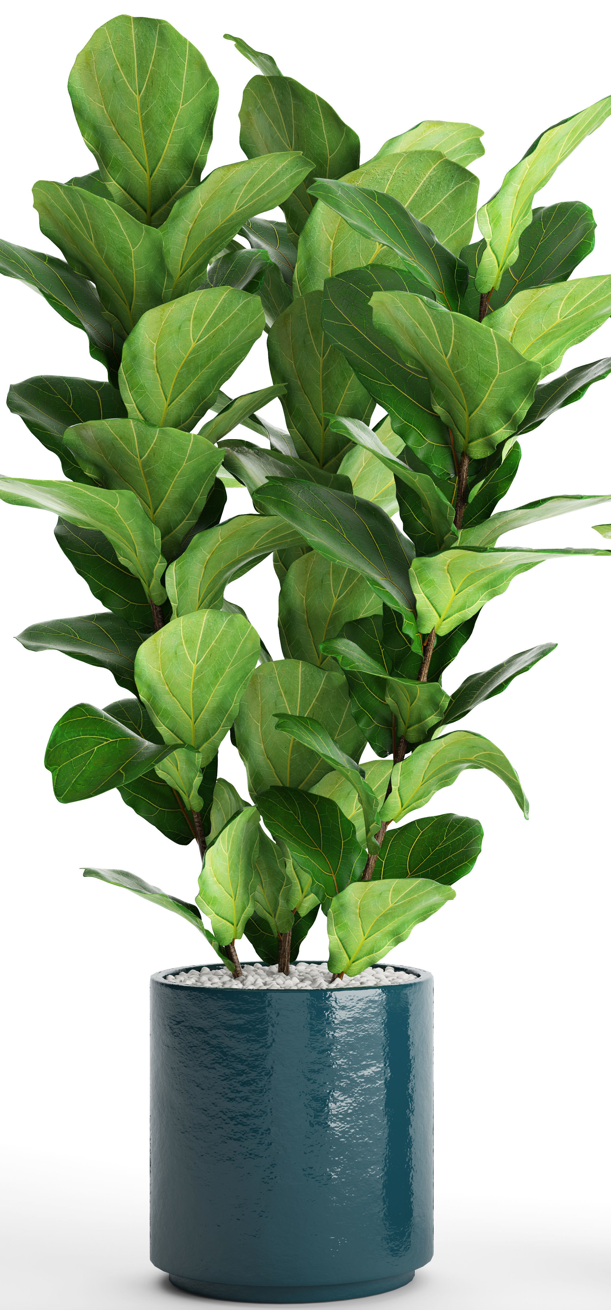 Ficus Lyrata Trees 3D model_9