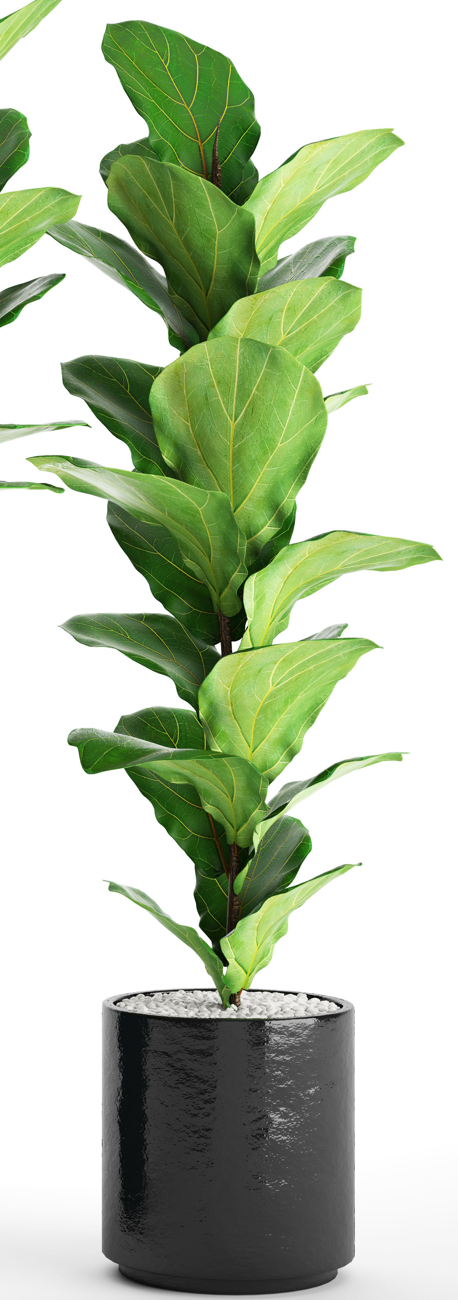 Ficus Lyrata Trees 3D model_1