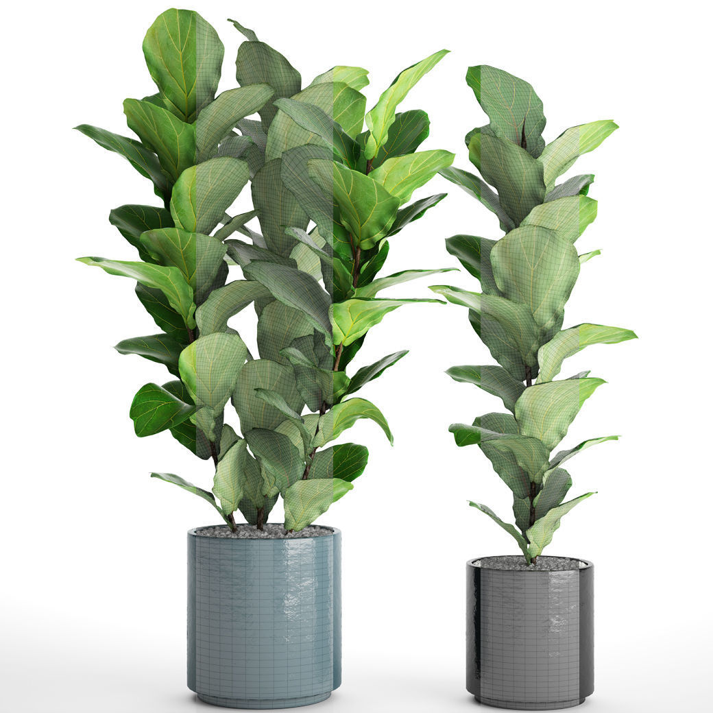 Ficus Lyrata Trees 3D model_3