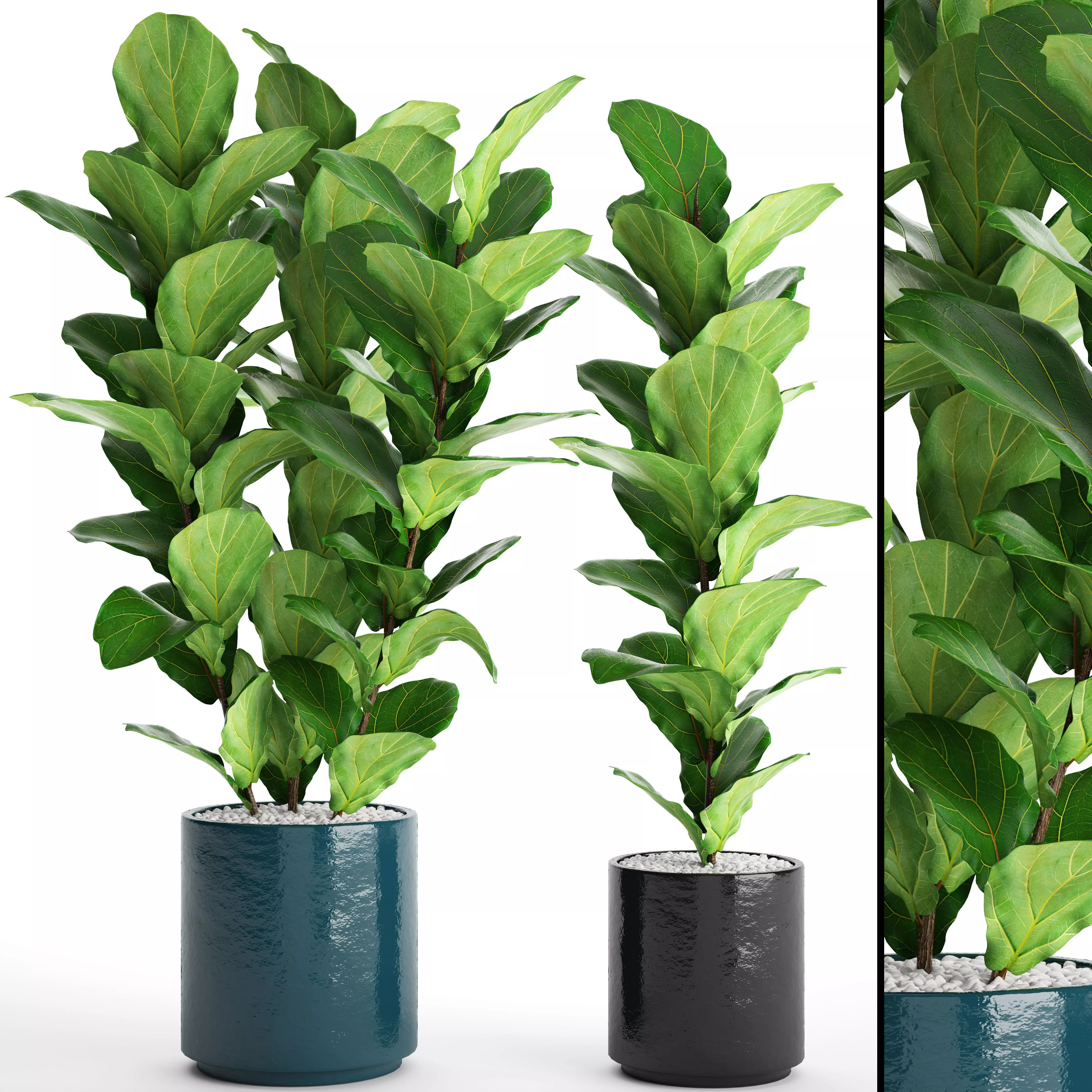 Ficus Lyrata Trees 3D model_0