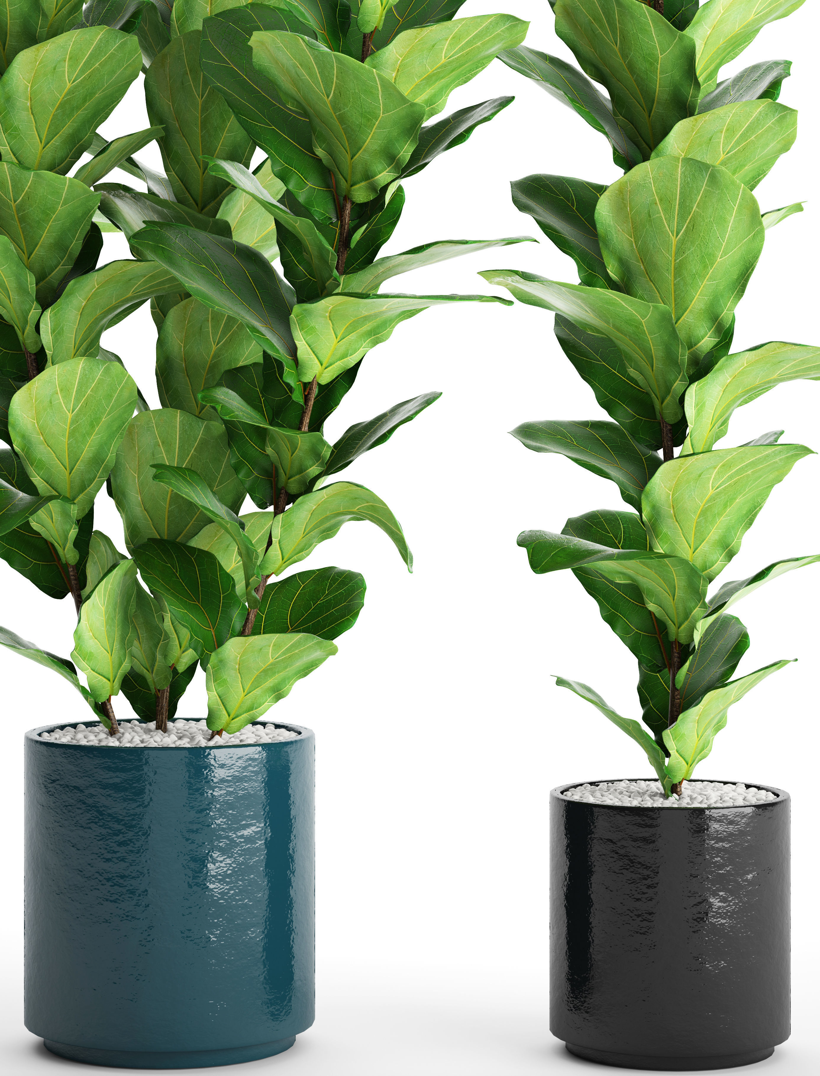 Ficus Lyrata Trees 3D model_8