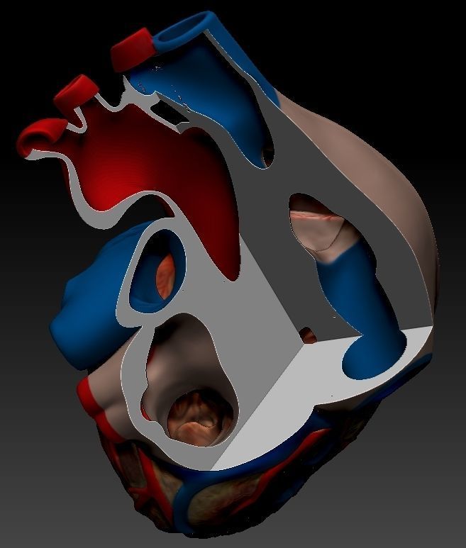 Medical model-Heart hollow-modeled 3D model_5