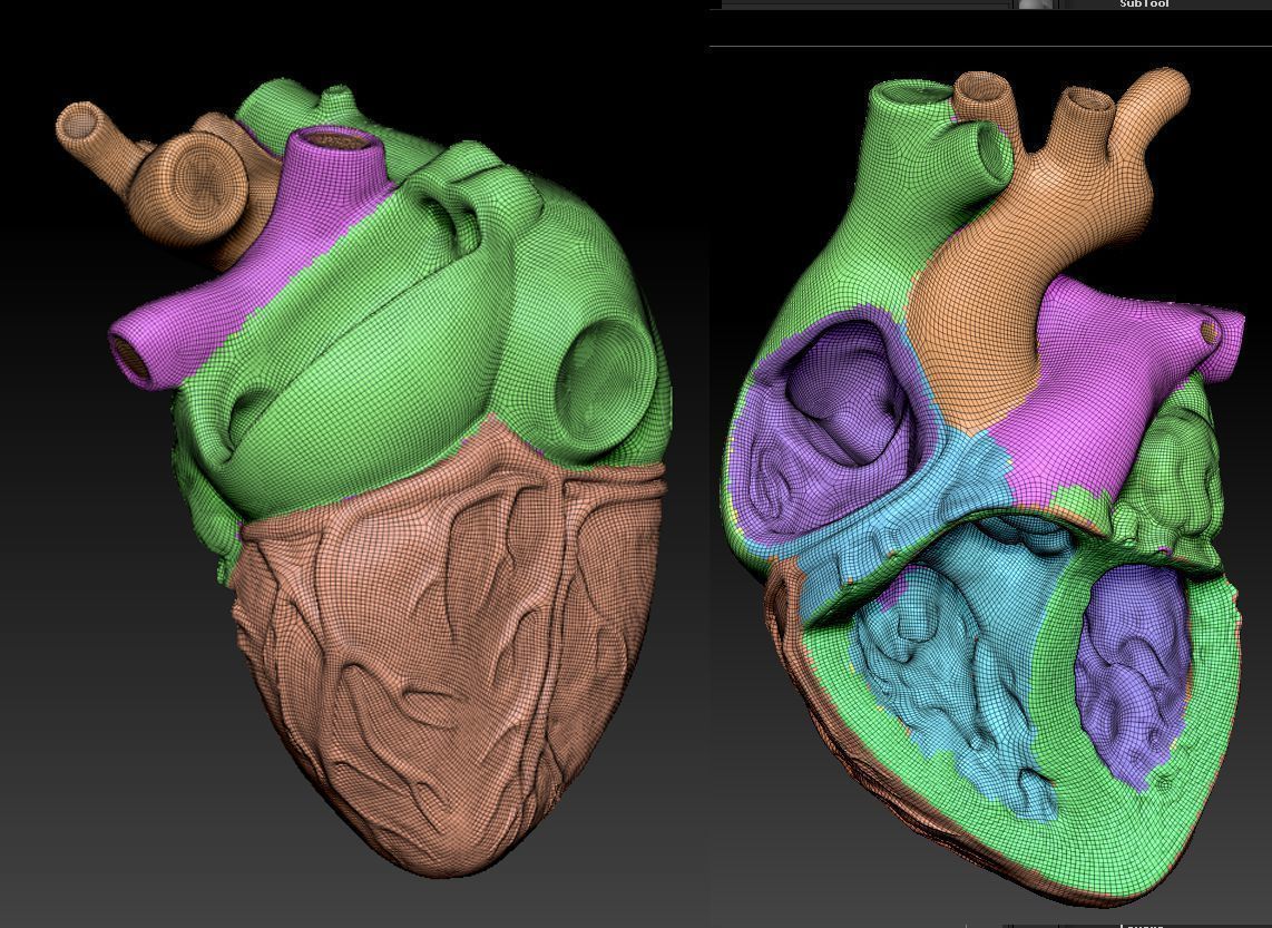 Medical model-Heart hollow-modeled 3D model_14