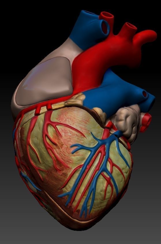 Medical model-Heart hollow-modeled 3D model_8