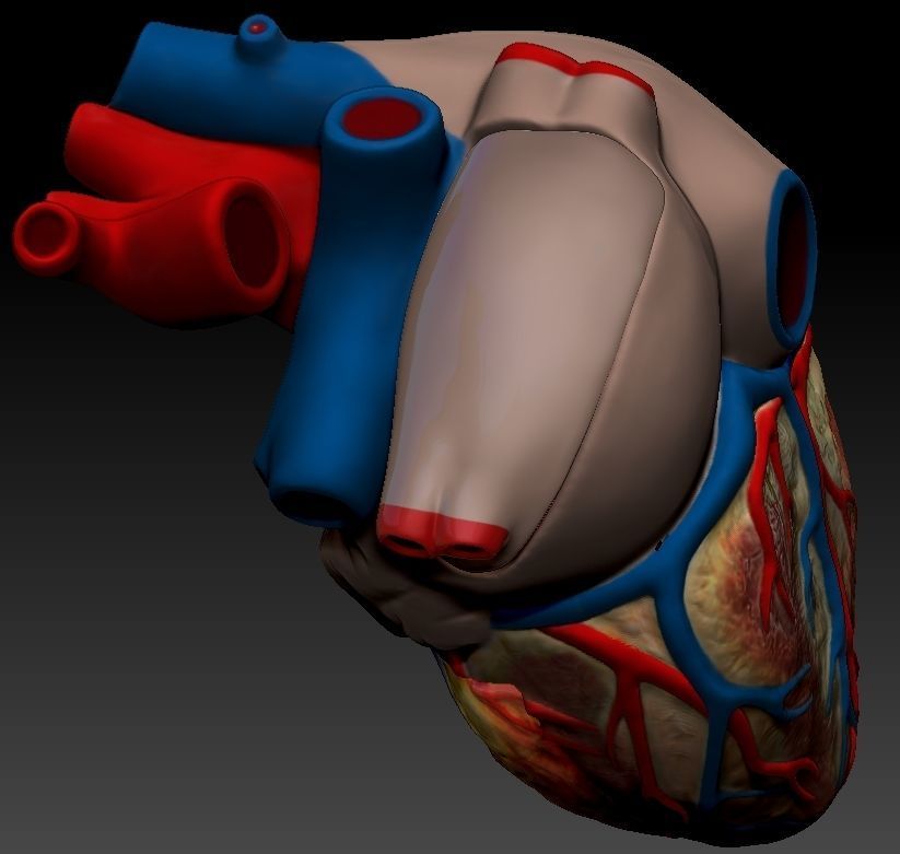 Medical model-Heart hollow-modeled 3D model_12