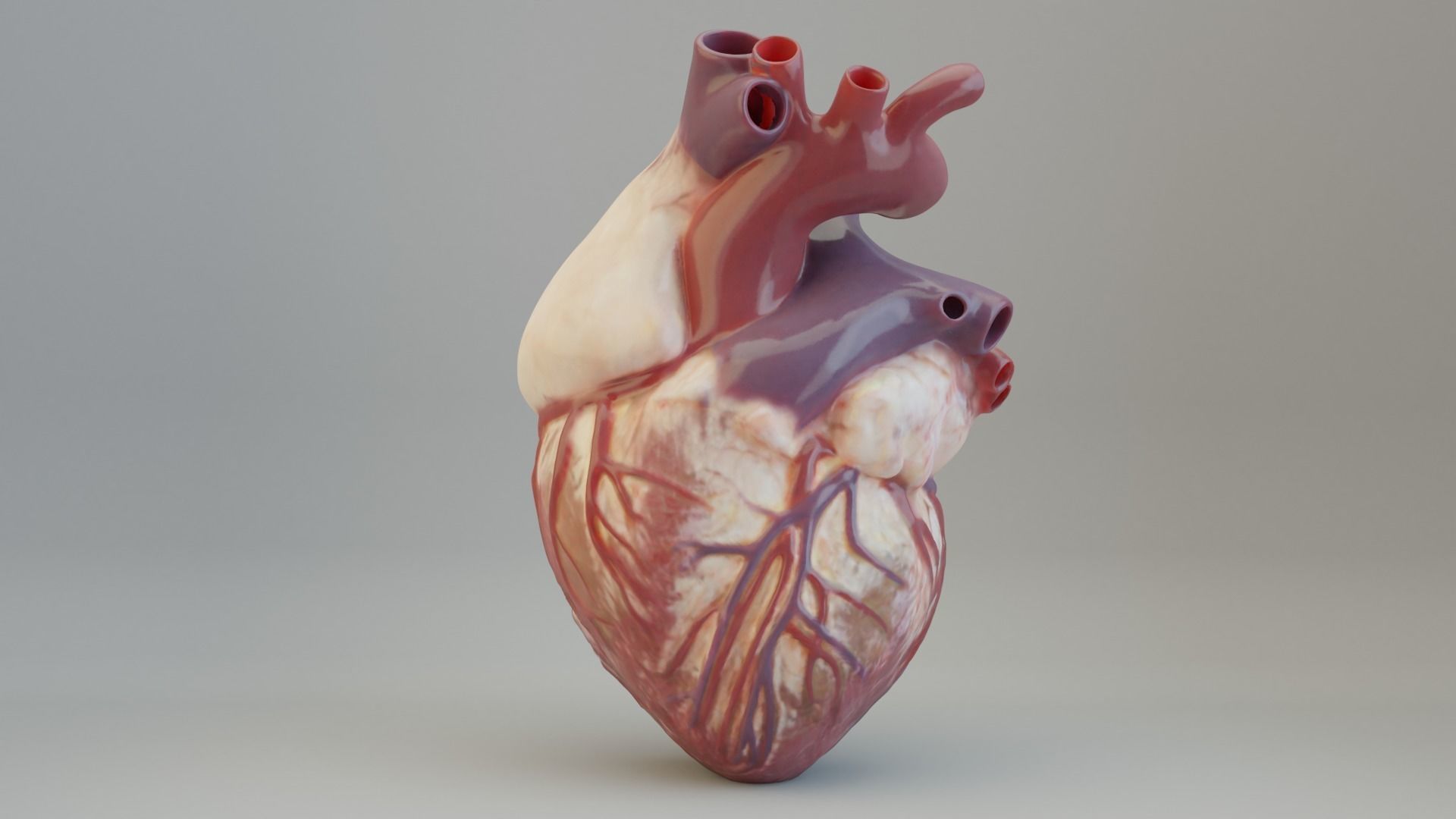 Medical model-Heart hollow-modeled 3D model_16