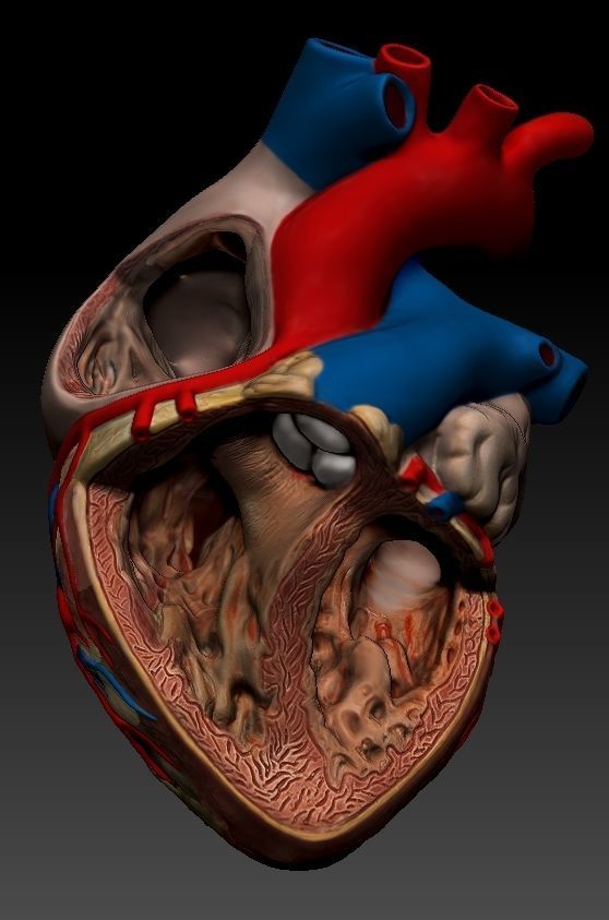 Medical model-Heart hollow-modeled 3D model_9