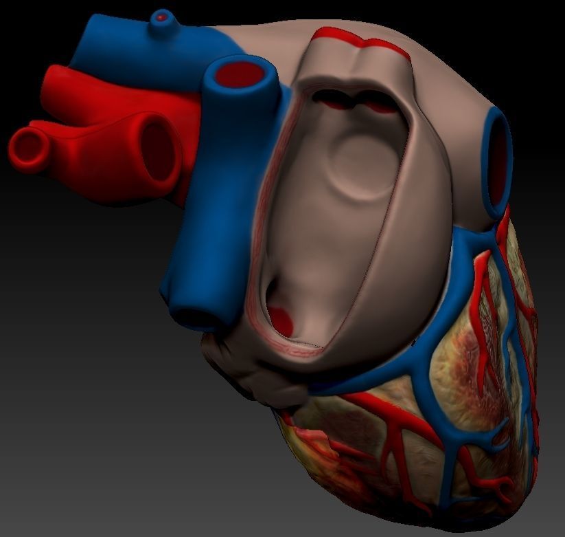 Medical model-Heart hollow-modeled 3D model_13