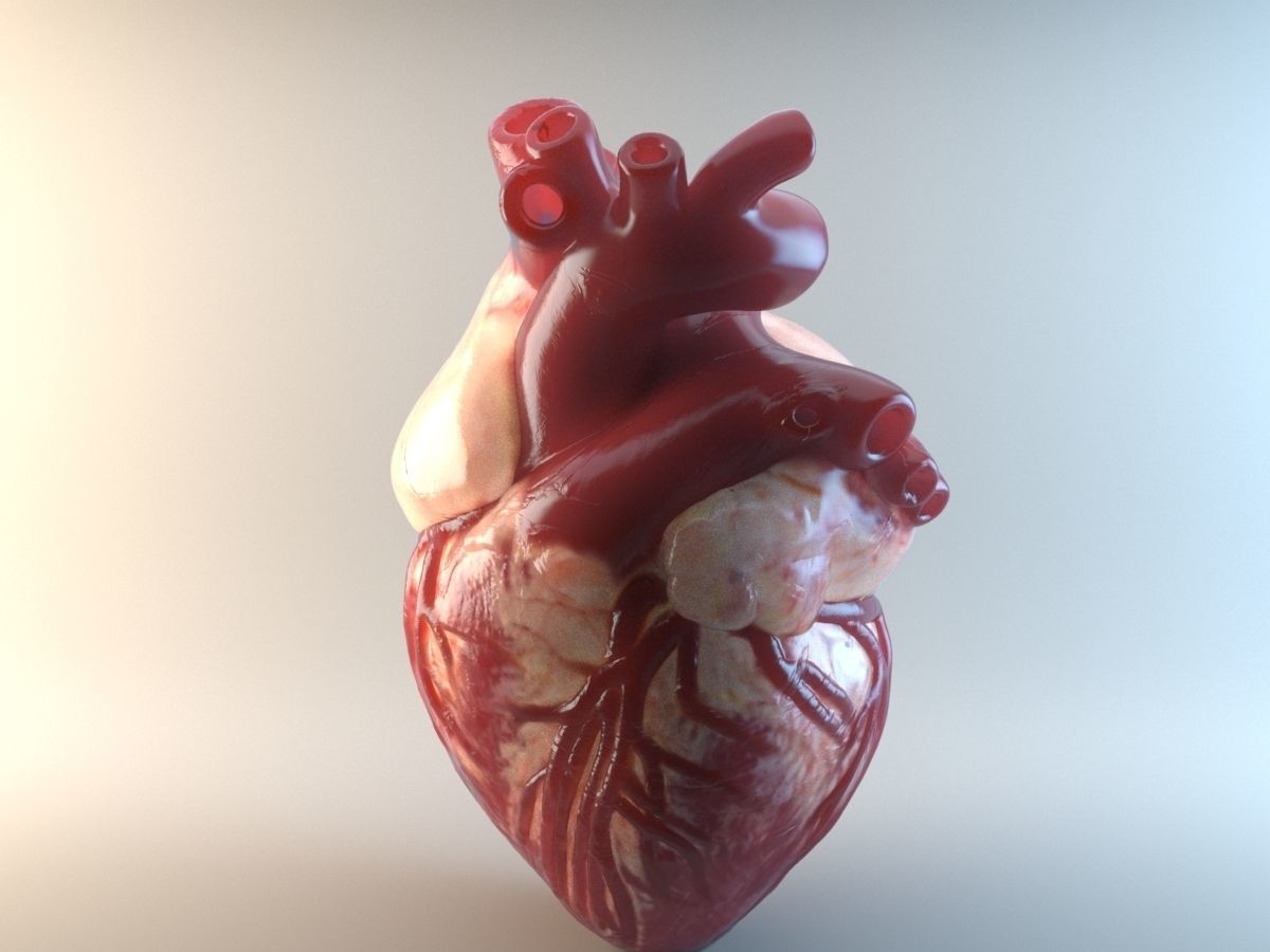 Medical model-Heart hollow-modeled 3D model_0