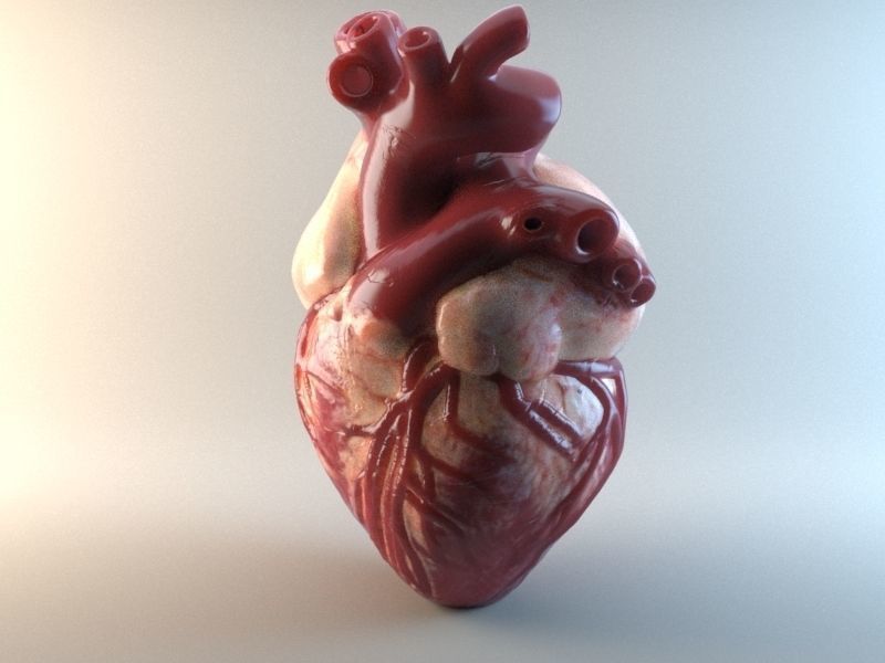 Medical model-Heart hollow-modeled 3D model_3