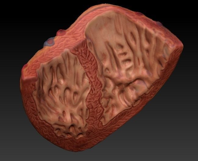 Medical model-Heart hollow-modeled 3D model_10