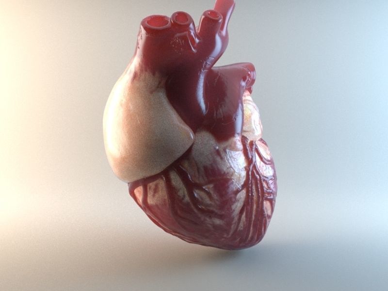 Medical model-Heart hollow-modeled 3D model_2