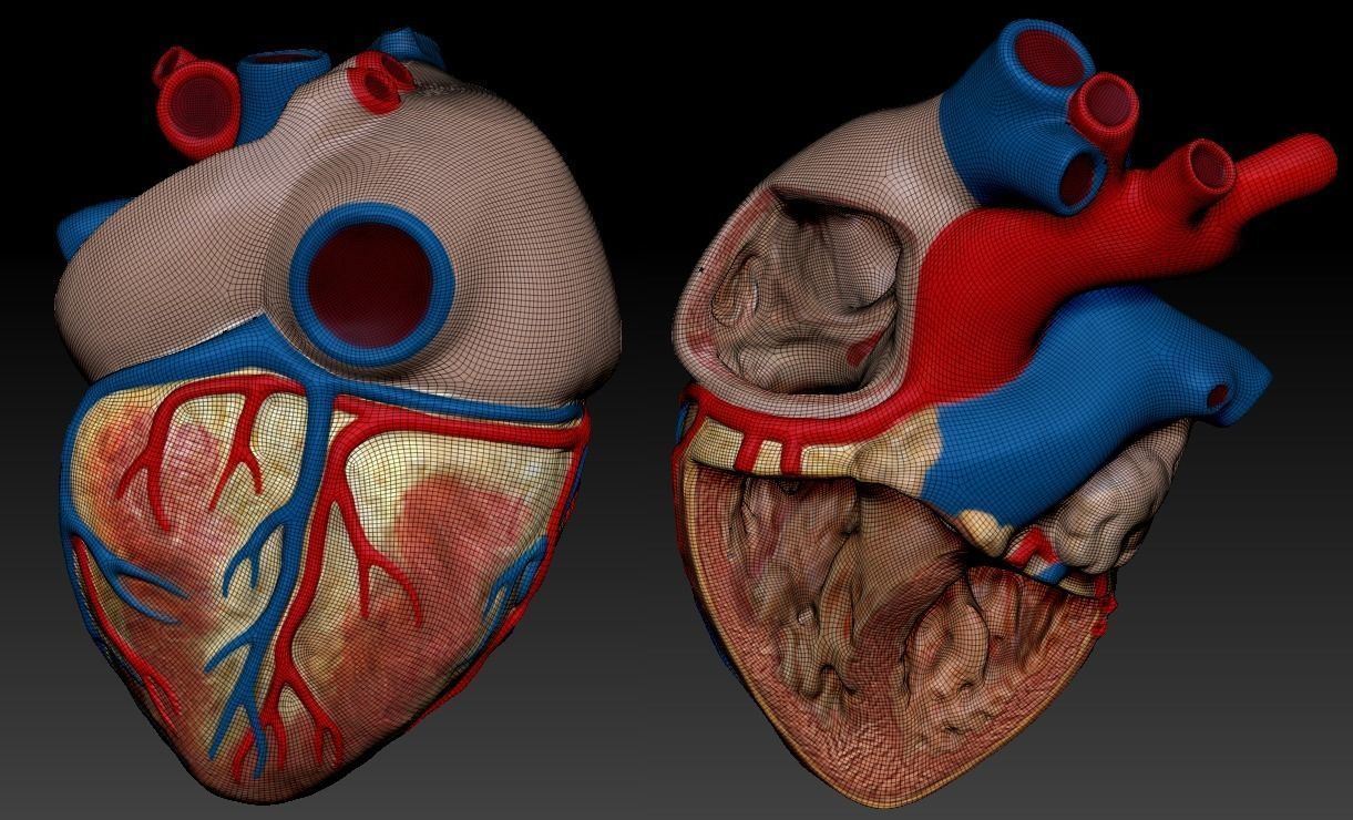 Medical model-Heart hollow-modeled 3D model_15