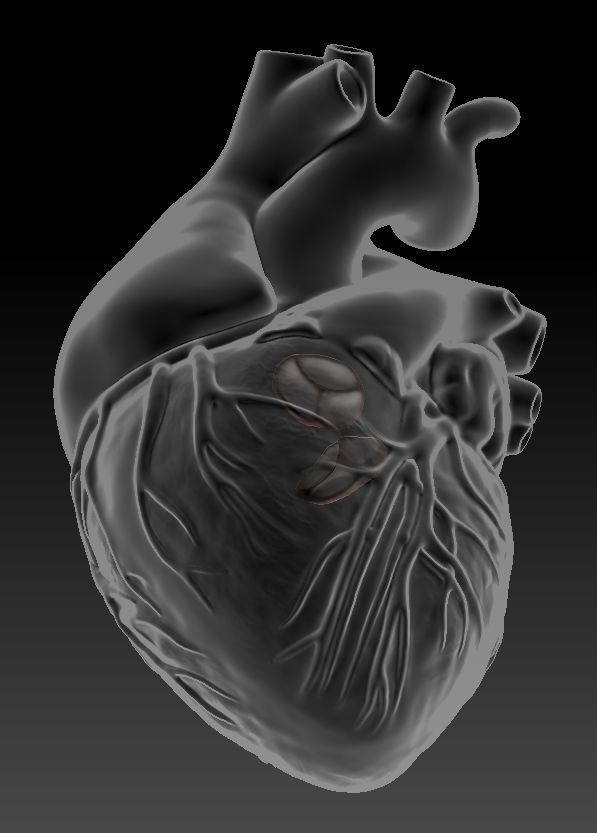 Medical model-Heart hollow-modeled 3D model_4