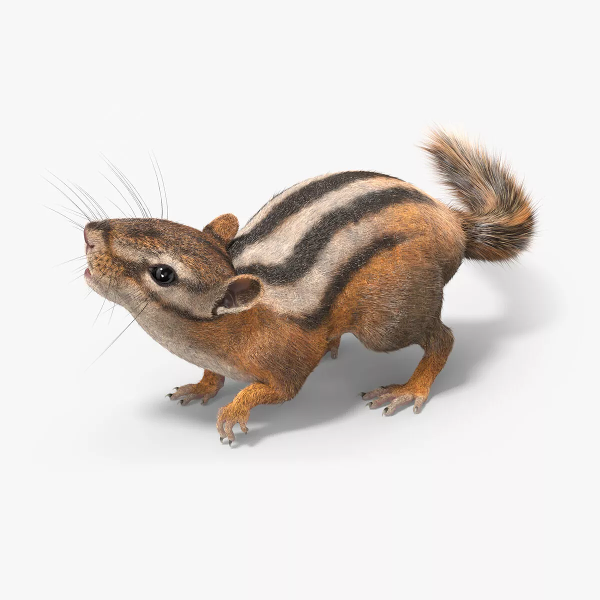 Forest Ground Squirrel Fur Rigged for Maya 3D model