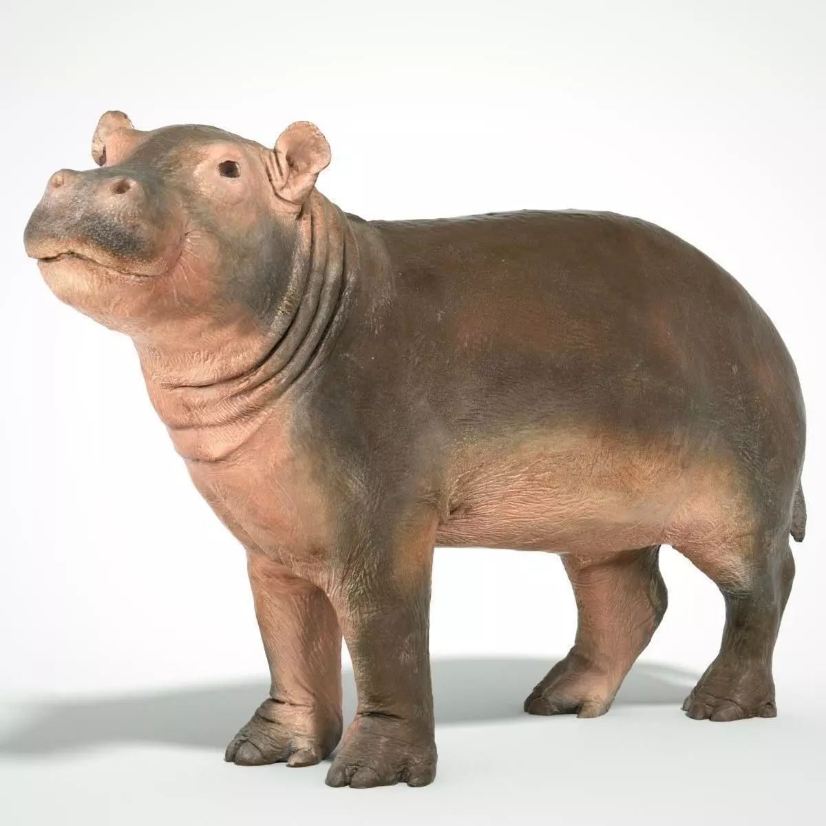 Baby Hippo 3D scanned animal Low-poly 3D model