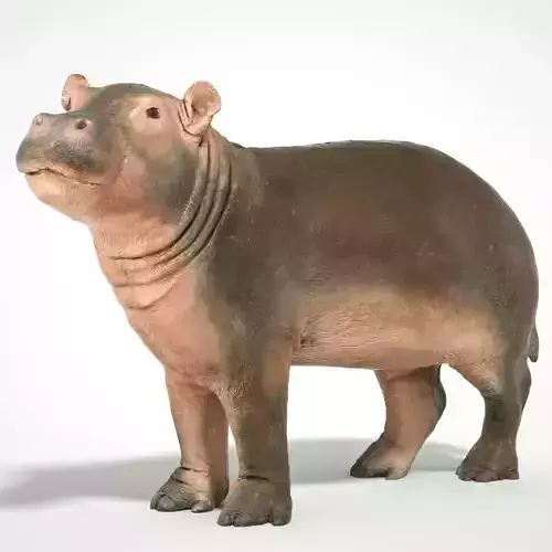 Baby Hippo 3D scanned animal Low-poly 3D model