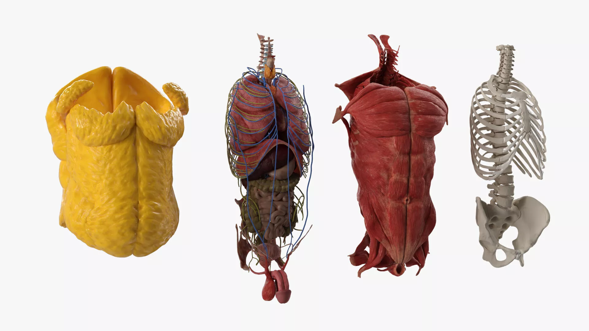Anatomical Upper Body Display with Fat Pads and Arteries 3D model