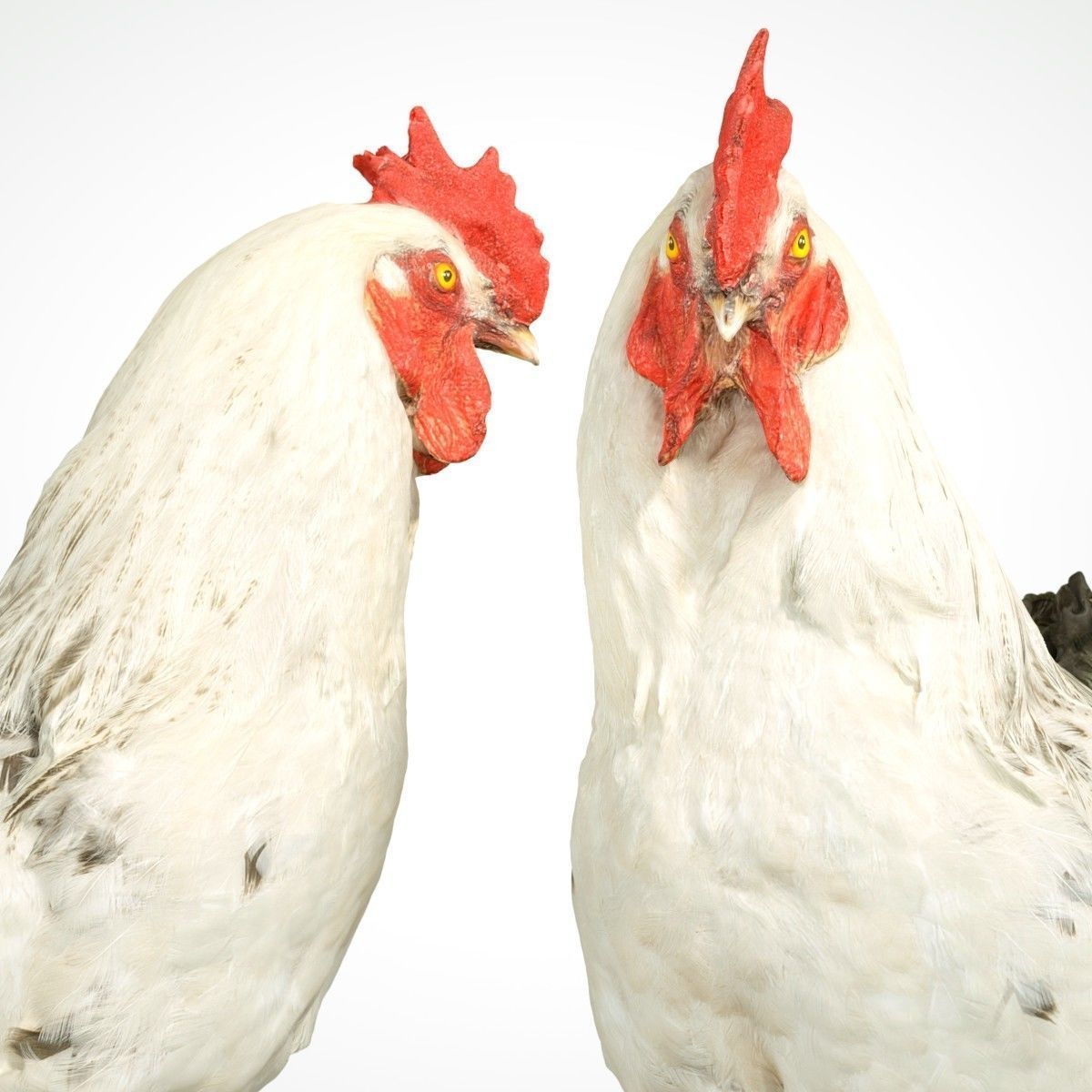 Brahma Rooster Low-poly 3D model_11