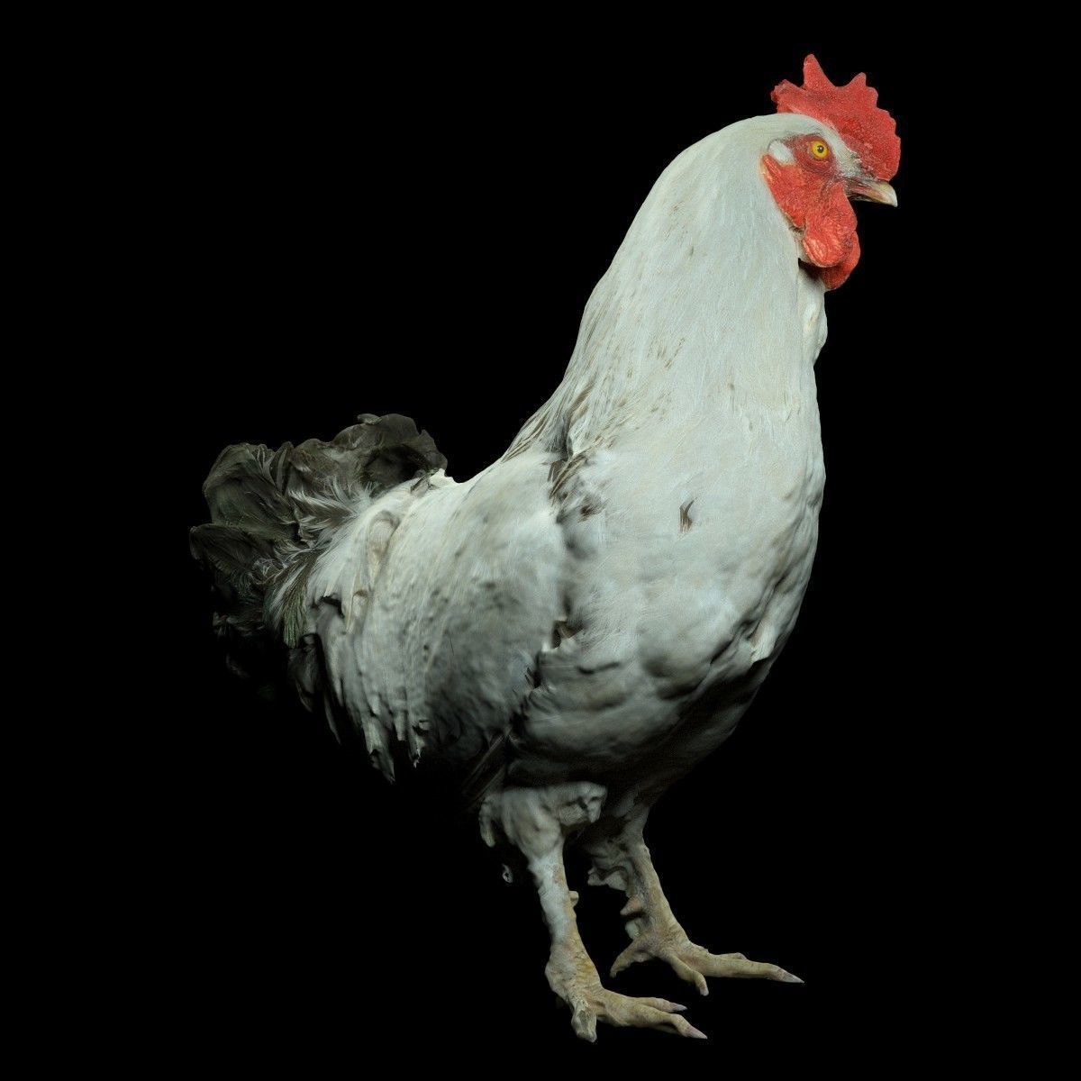 Brahma Rooster Low-poly 3D model_3