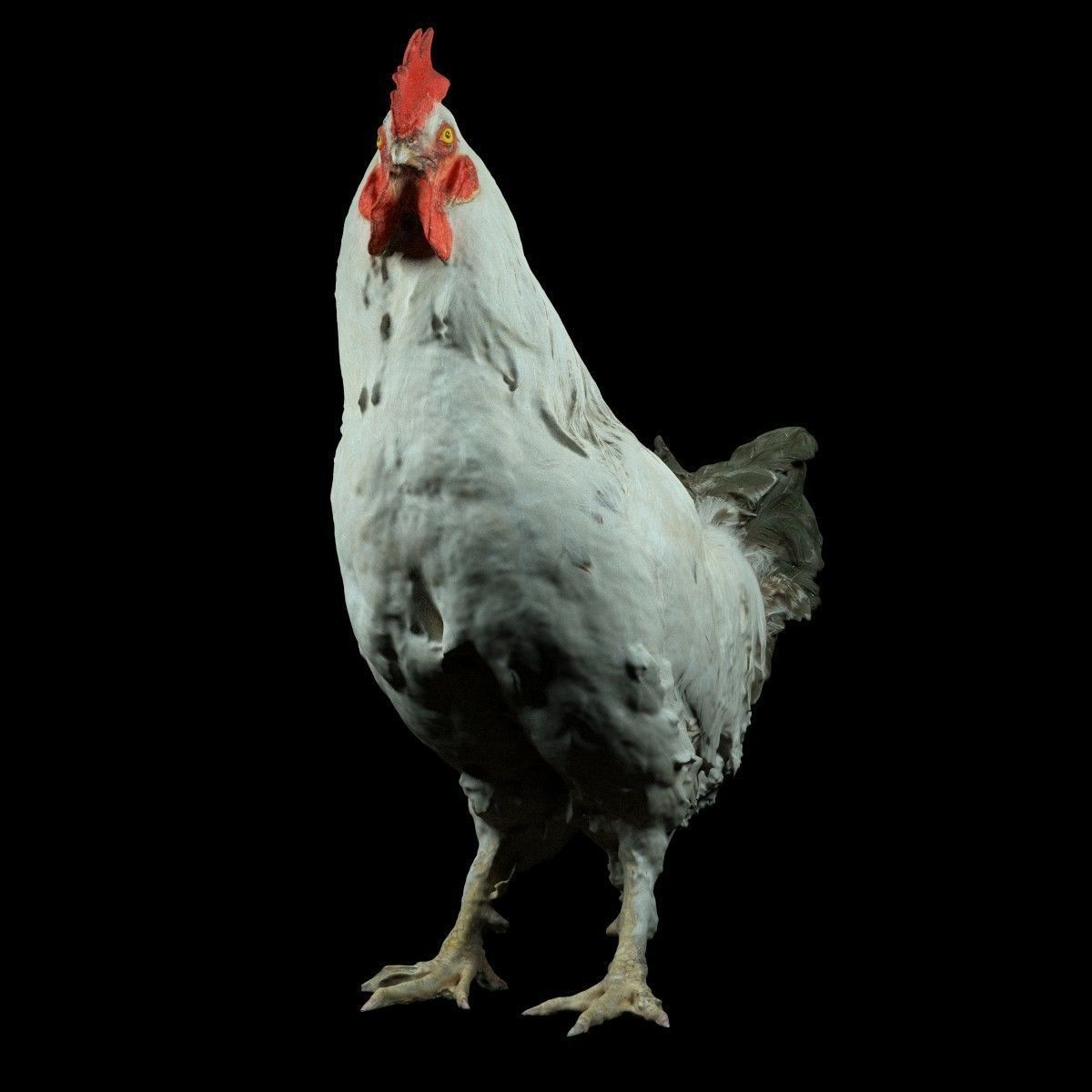 Brahma Rooster Low-poly 3D model_5