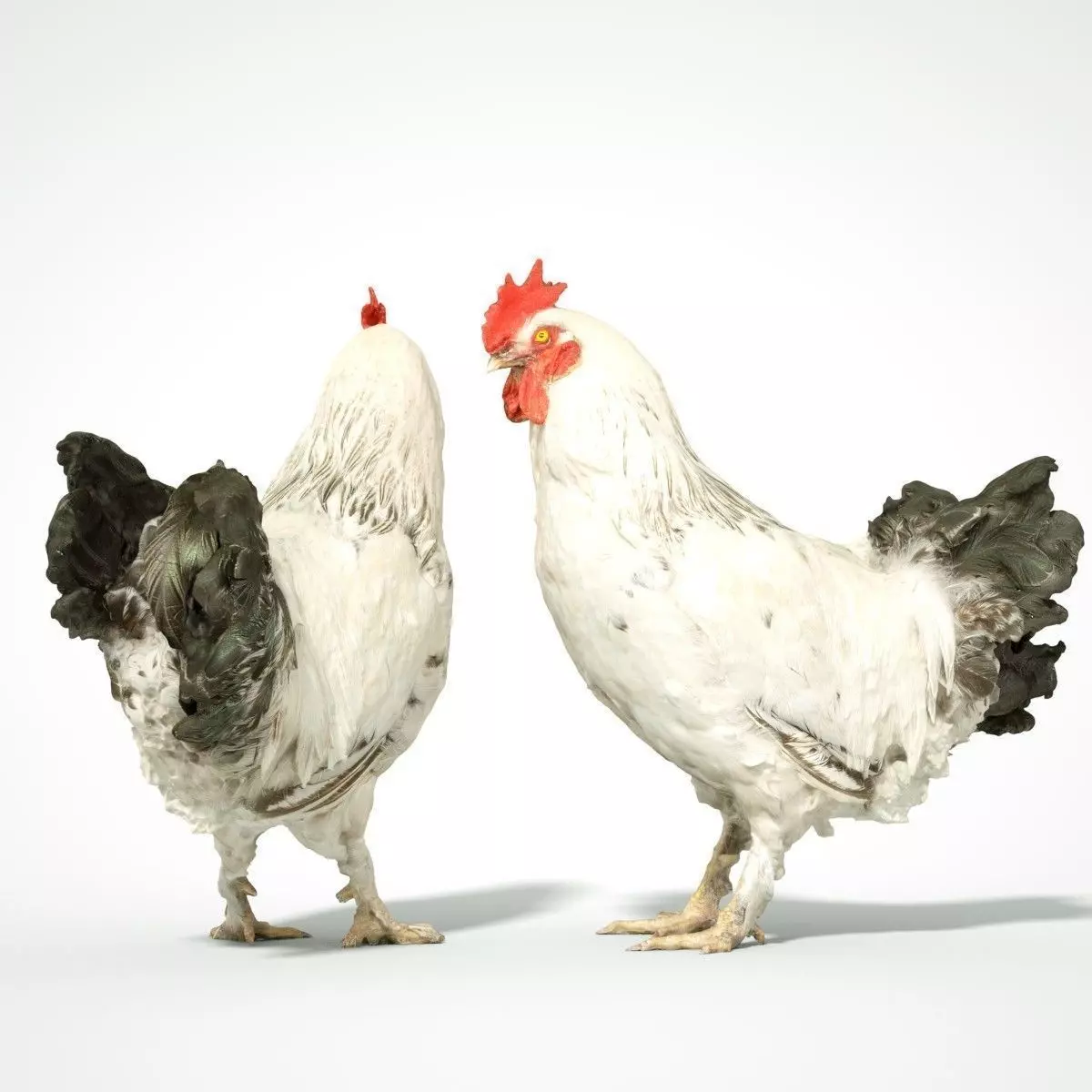 Brahma Rooster Low-poly 3D model_0