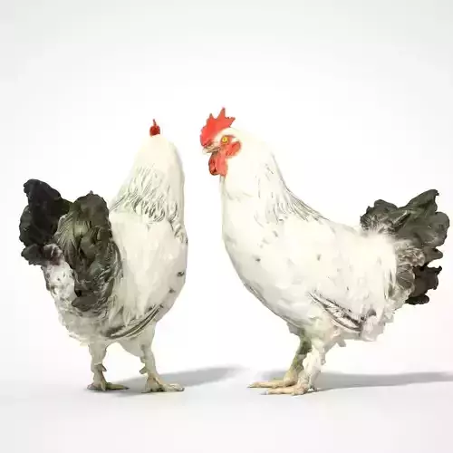 Brahma Rooster Low-poly 3D model