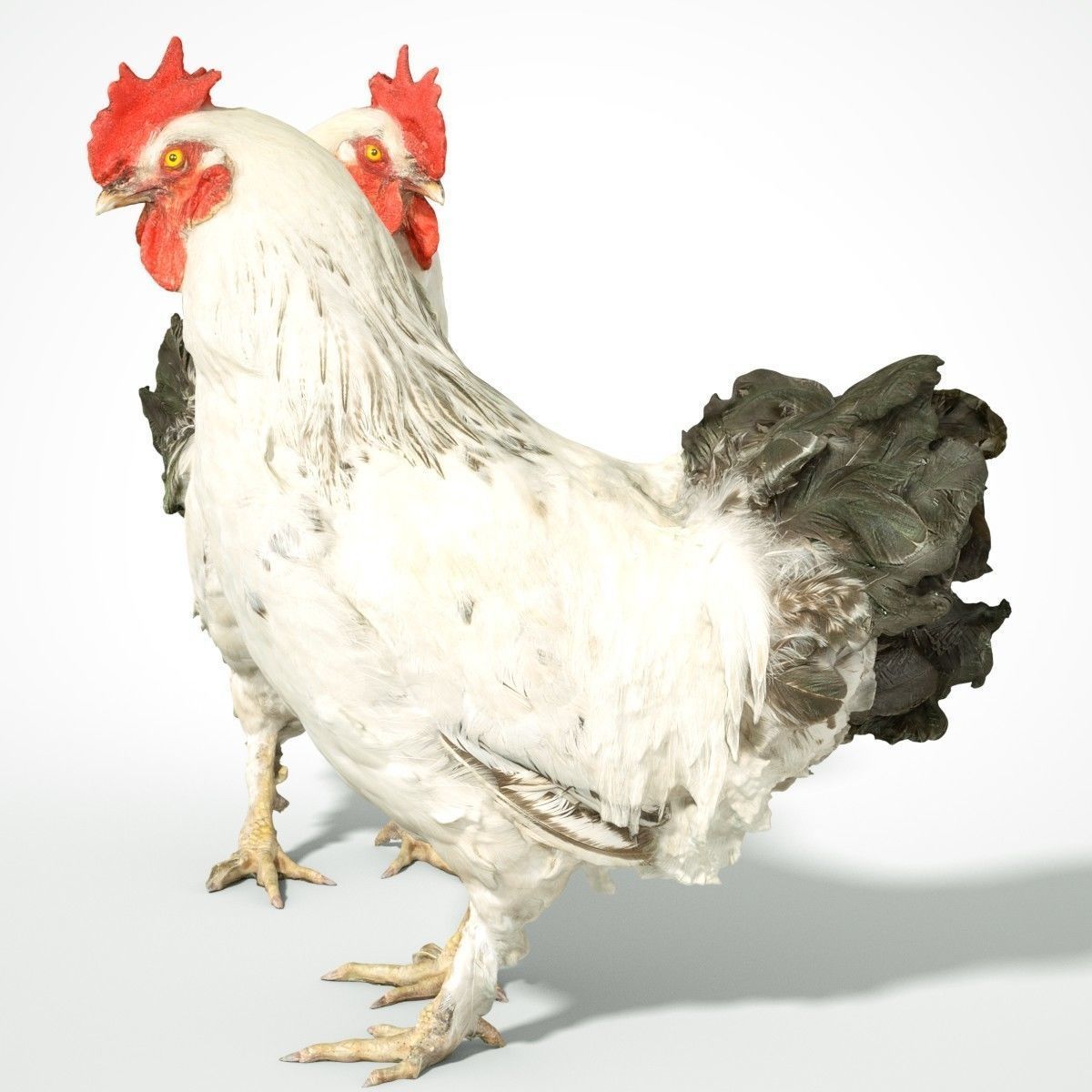 Brahma Rooster Low-poly 3D model_8