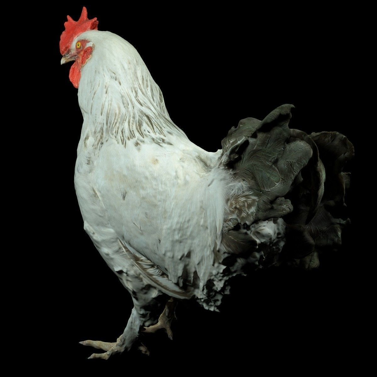 Brahma Rooster Low-poly 3D model_2