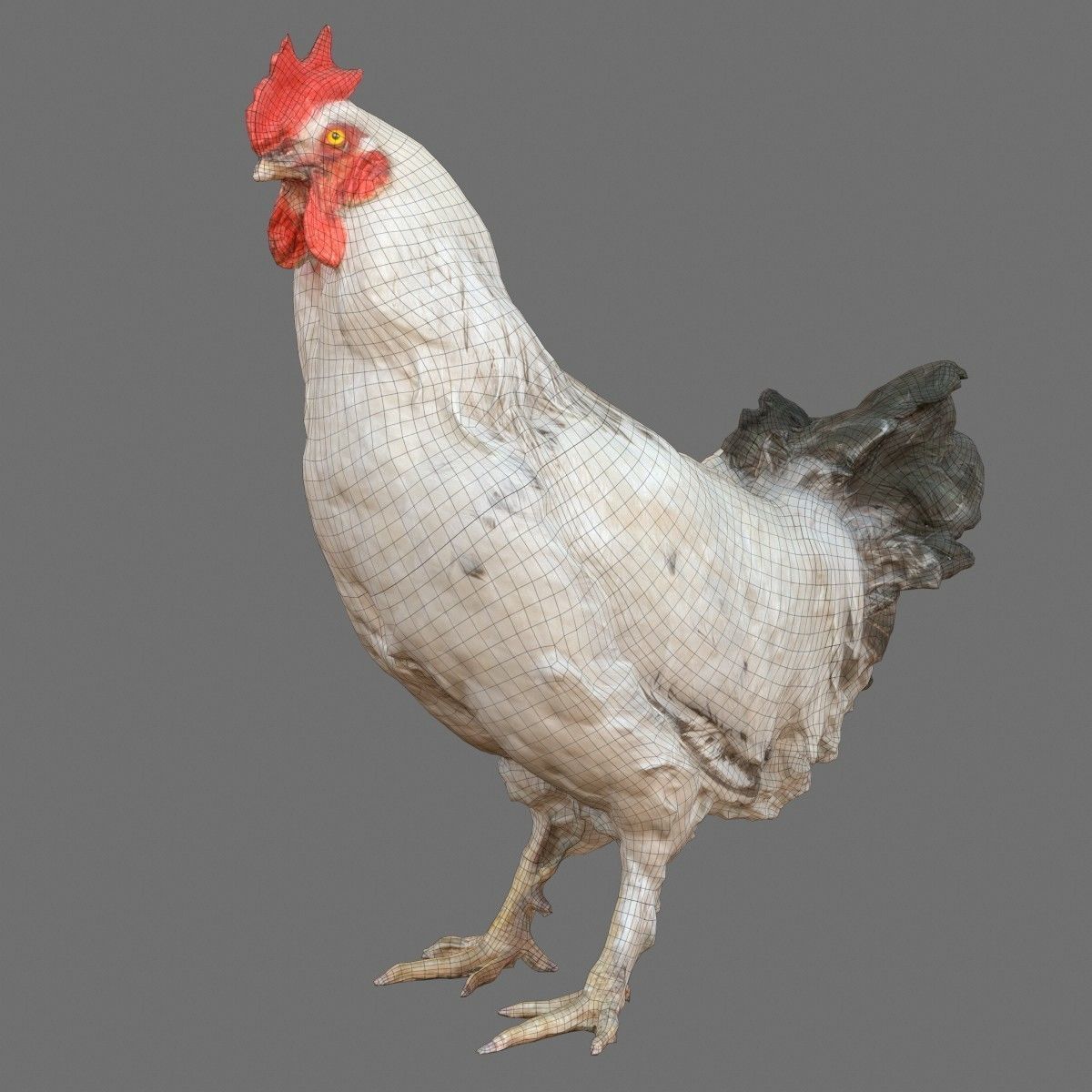 Brahma Rooster Low-poly 3D model_10