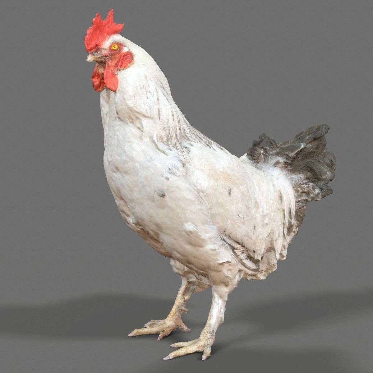 Brahma Rooster Low-poly 3D model_9