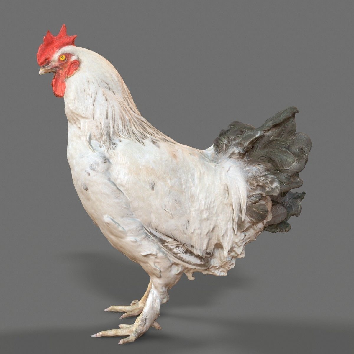 Brahma Rooster Low-poly 3D model_4