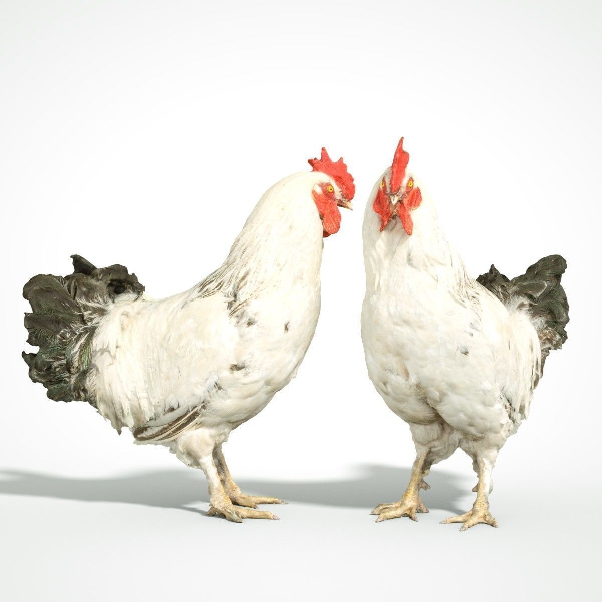 Brahma Rooster Low-poly 3D model_1