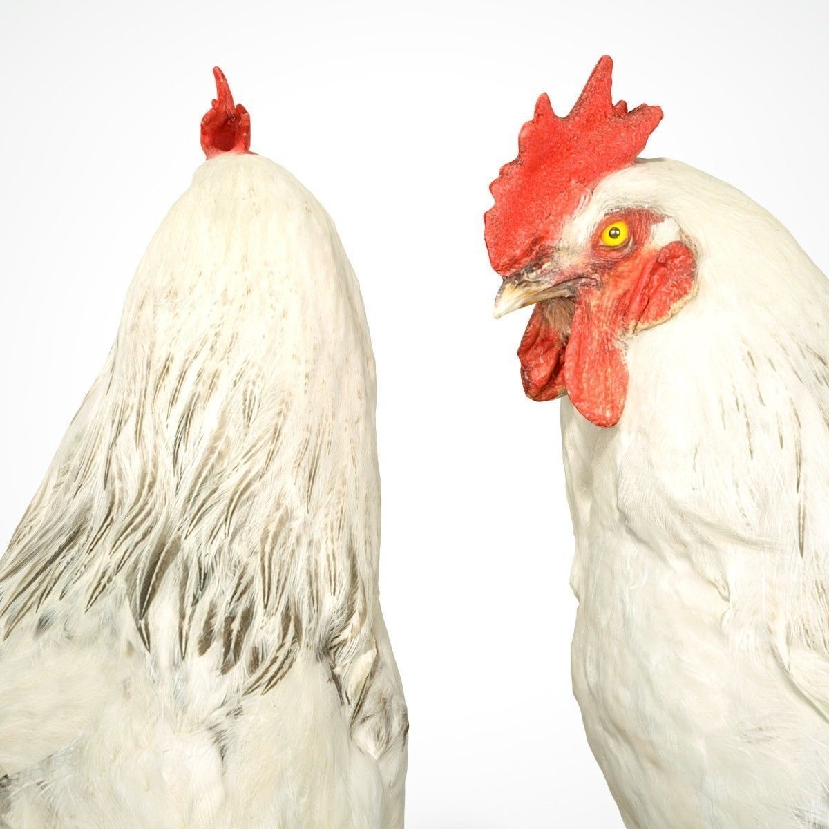 Brahma Rooster Low-poly 3D model_7