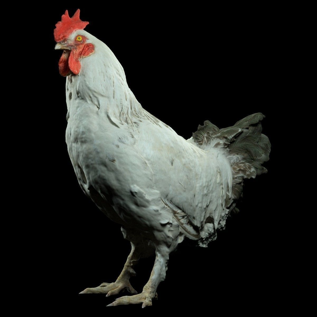 Brahma Rooster Low-poly 3D model_6